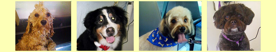 Top Dog Happy Clients